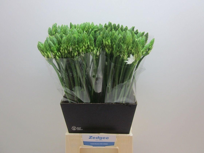 <h4>ORNIT THYRSOIDES</h4>