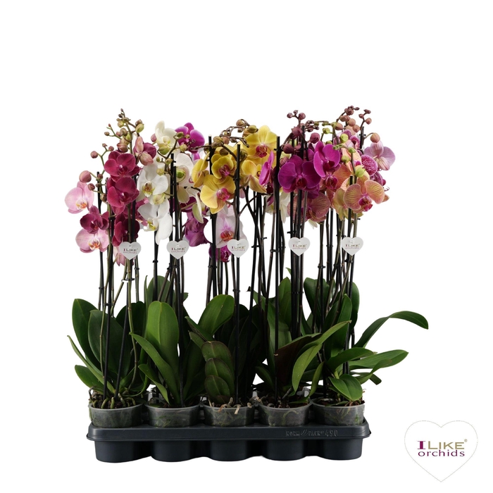 <h4>Phalaenopsis mix - 3 tak 70cm</h4>