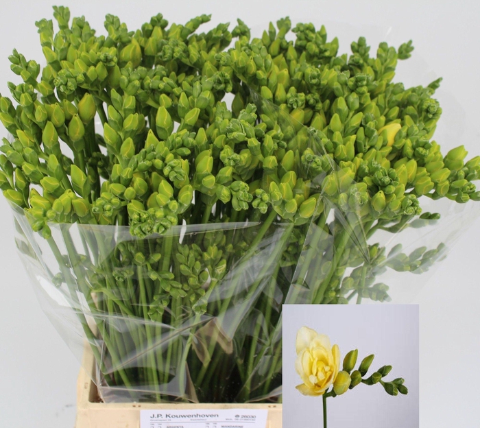 <h4>FR DU GRANDEUR</h4>