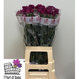 DI ST PURPLE DAMASCU