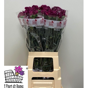 DI ST PURPLE DAMASCU