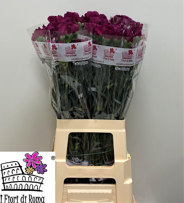 <h4>DI ST PURPLE DAMASCU</h4>