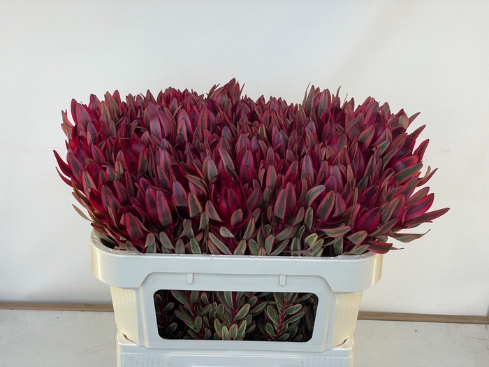 <h4>LEUCAD JESTER</h4>