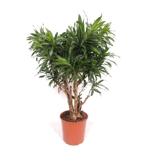 Dracaena Song of Jamaica