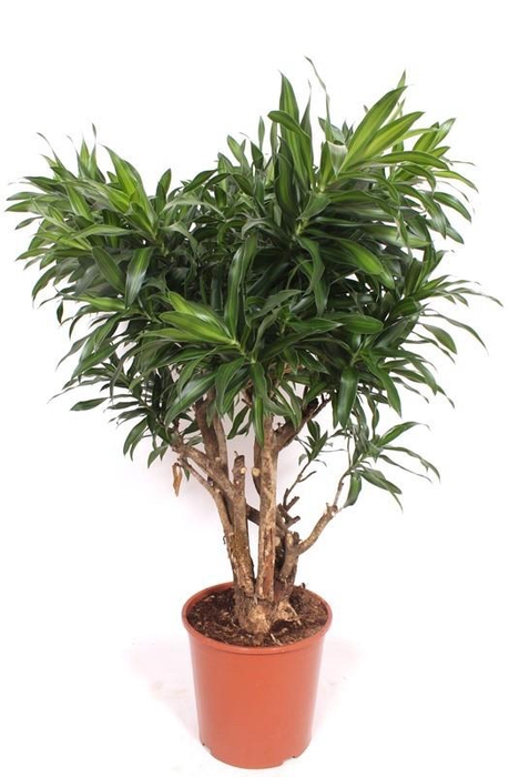 <h4>Dracaena Song of Jamaica</h4>