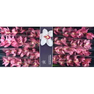 Cymbidium Gerry