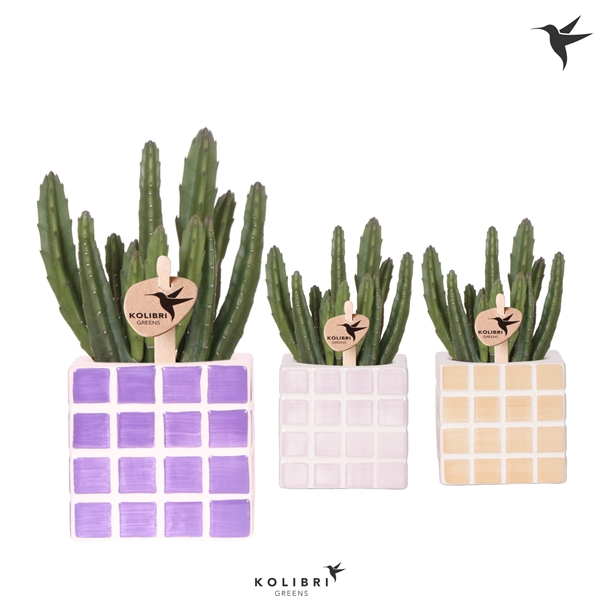 <h4>Kolibri Greens Stapelia Leendertziae in Mosa pot pink mix</h4>