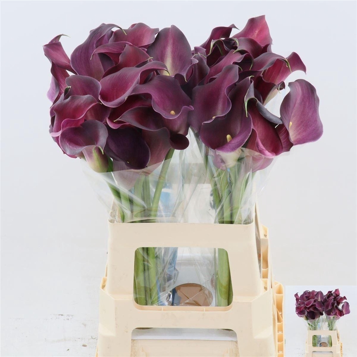 <h4>ZANT BORDEAUX ART</h4>