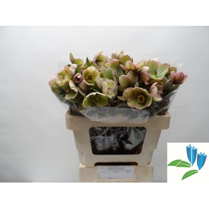 HELL FRK BAYLIS BLUS