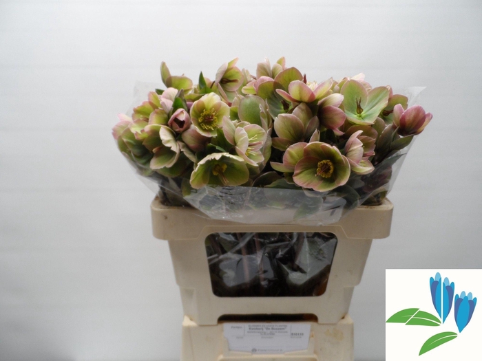 <h4>HELL FRK BAYLIS BLUS</h4>