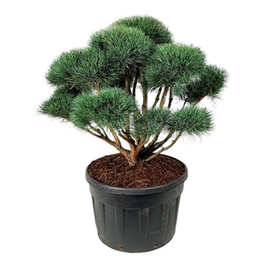 Pinus sylv. 'Watereri'