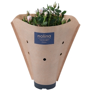 Nolina Roses Ø 10,5 cm. Piia Paper sleeve