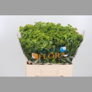 Bupleurum Griffithii