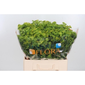 Bupleurum Griffithii