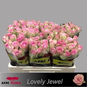 R GR LOVELY JEWEL