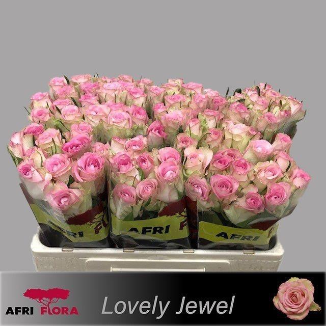 <h4>R GR LOVELY JEWEL</h4>