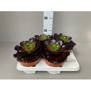 xSemponium  'Destiny'