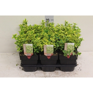Euonymus fortunei 'Emerald n Gold'