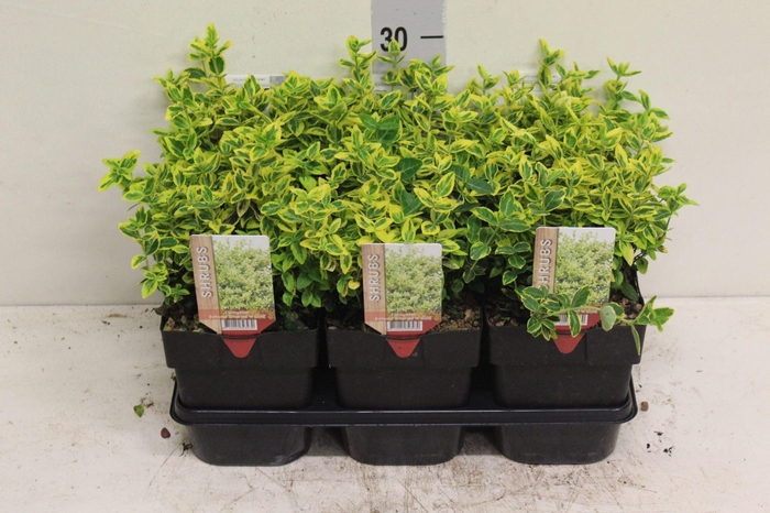 <h4>Euonymus fortunei 'Emerald n Gold'</h4>