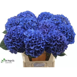 HYDR M ROY CROWN BL