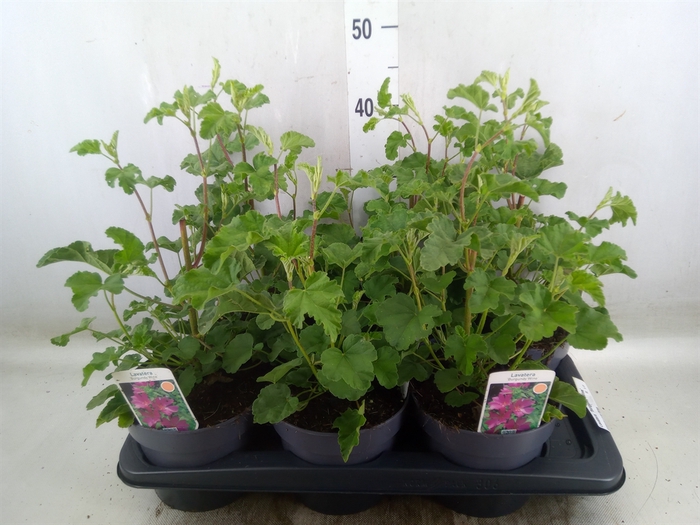 <h4>Lavatera  'Burgundy Wine'</h4>