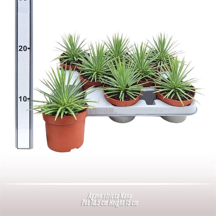 <h4>Agave stricta Nana</h4>