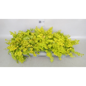 Lysimachia nummularia