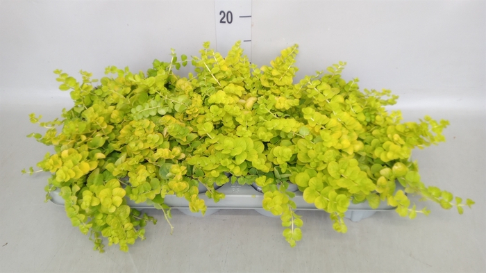 <h4>Lysimachia nummularia</h4>