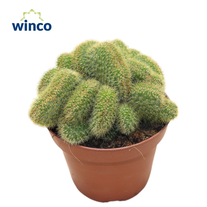 <h4>Hildewinteria Aureispina Cristata</h4>