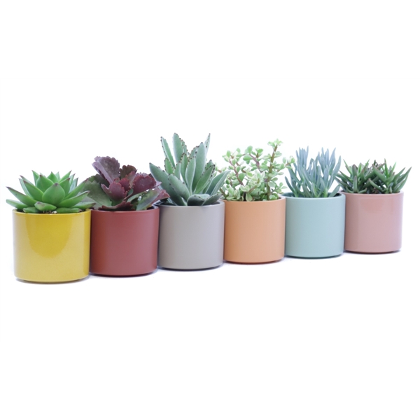 <h4>Succulent 8,5 cm in gekleurde tendance sierpot</h4>