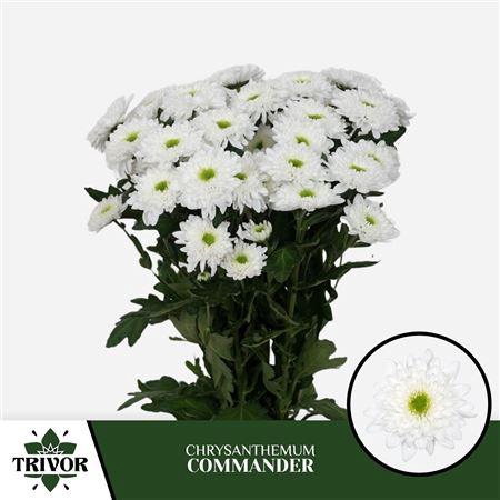 <h4>Chr T Commander</h4>