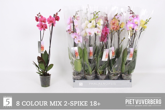 <h4>PHAL GEM 8 KL</h4>