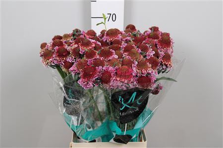 <h4>Scab At F Bico Pink Scoop</h4>