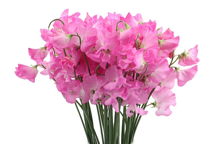 <h4>Lathyrus Sunshine Pink</h4>