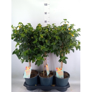 Lantana camara   ...