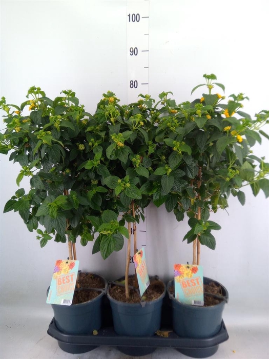 <h4>Lantana camara   ...</h4>