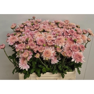 CHR TR GOMPIE ROSE 50 GR.