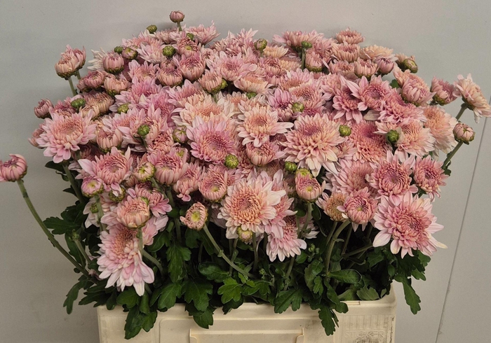 <h4>CHR TR GOMPIE ROSE 50 GR.</h4>