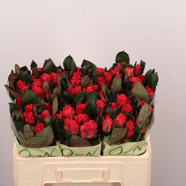 <h4>R Gr Pink Tacazzi+</h4>