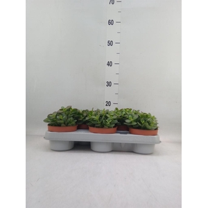 Crassula ovata 'Minor'