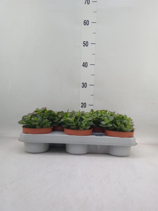 <h4>Crassula ovata 'Minor'</h4>