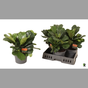 FICUS LYRATA