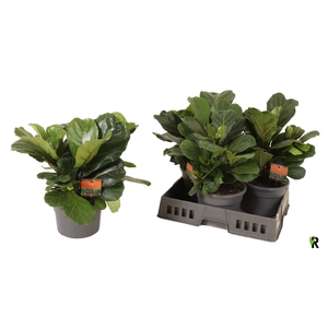 FICUS LYRATA