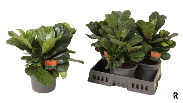 <h4>FICUS LYRATA</h4>