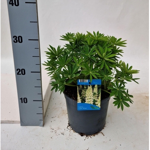 Lupinus lupini white