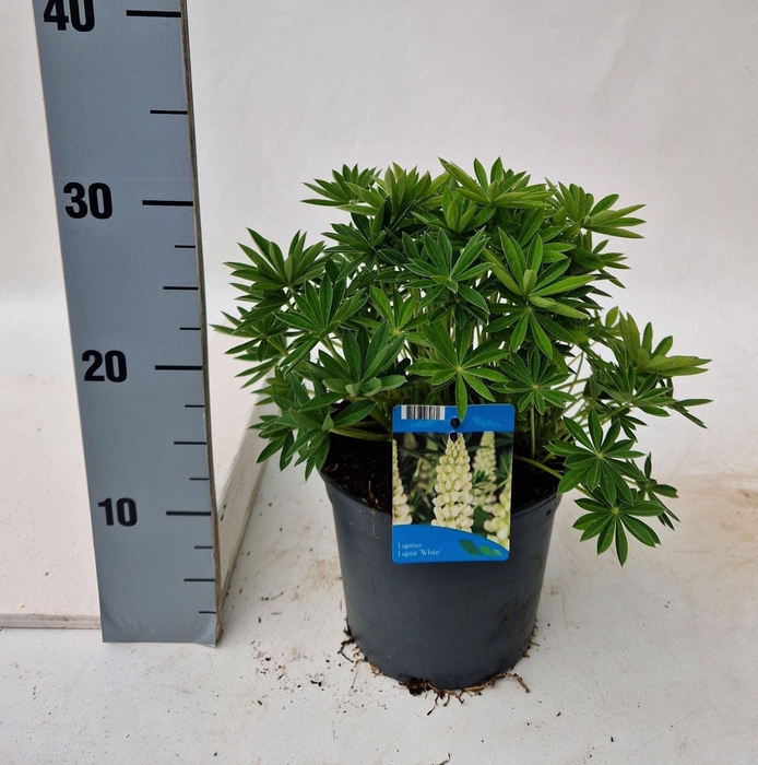 <h4>Lupinus lupini white</h4>