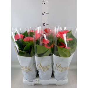 Anthurium andr. 'Sweet Dream'