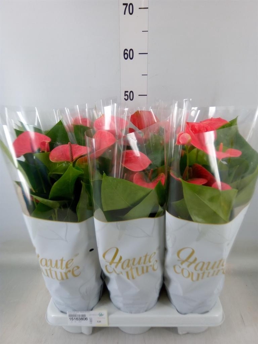 <h4>Anthurium andr. 'Sweet Dream'</h4>