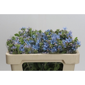 Oxypetalum Tweedia Blue