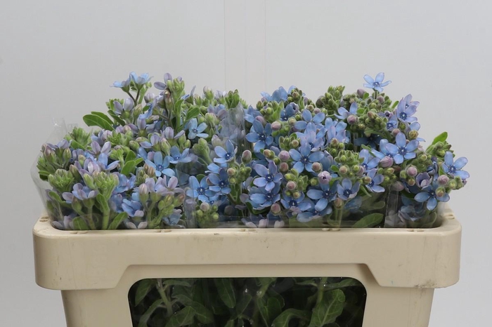 <h4>Oxypetalum Tweedia Blue</h4>